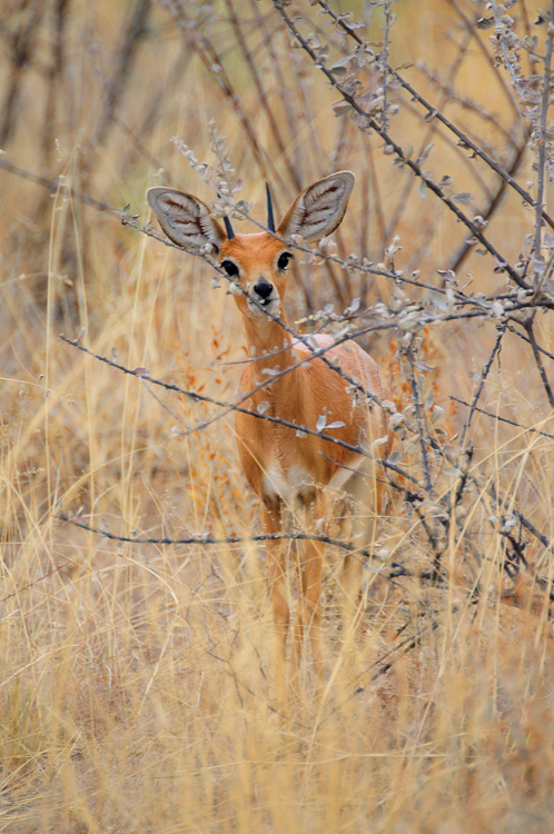 237 Etosha Steenbok