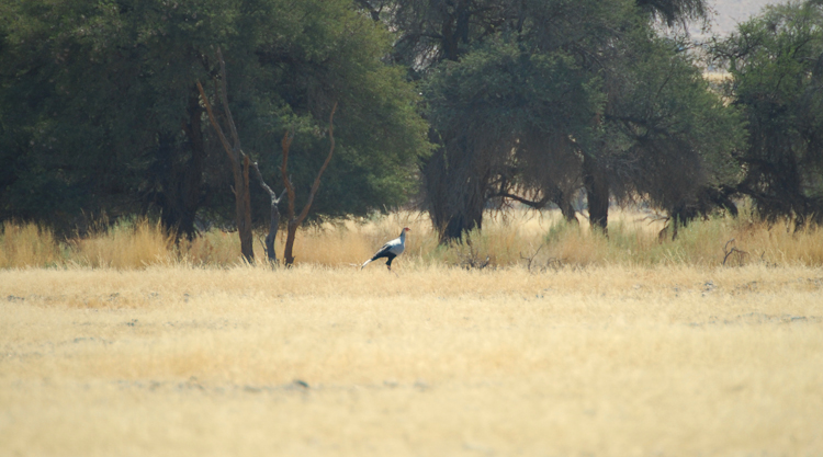 037 Sossusvlei Secretary Bird