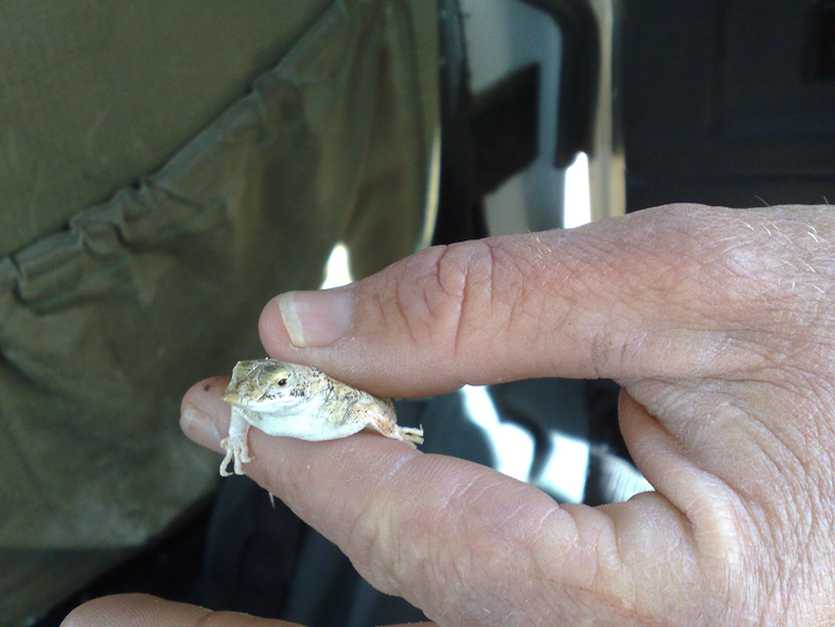 061 North Namib Shovel-snouted Lizard