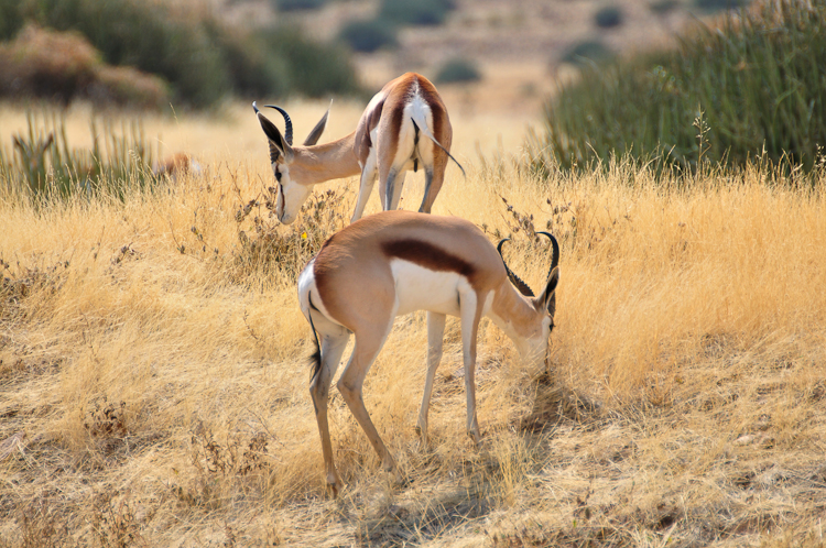 129 Damaraland Springboks