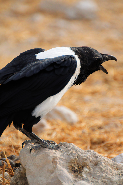 212 Etosha Pied Crow