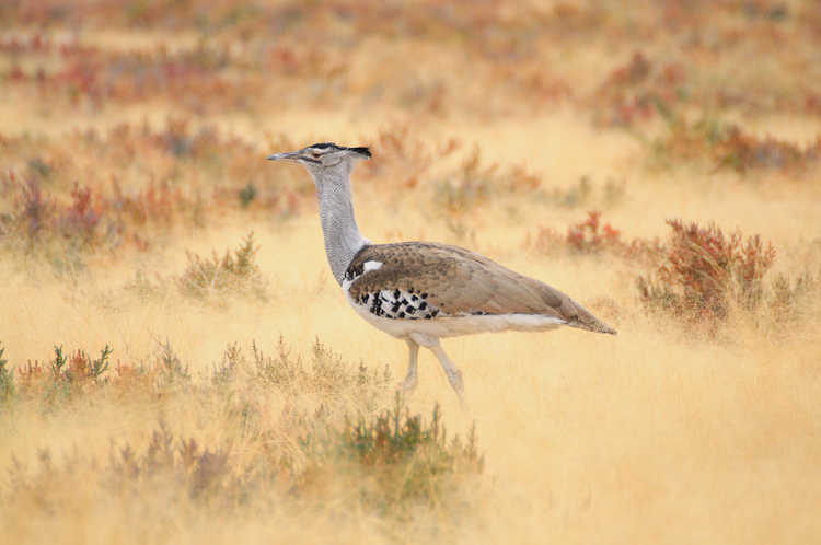 219 Etosha Kori Bustard