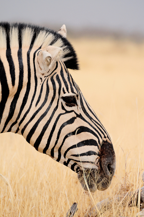 227 Etosha Burchell's Zebra