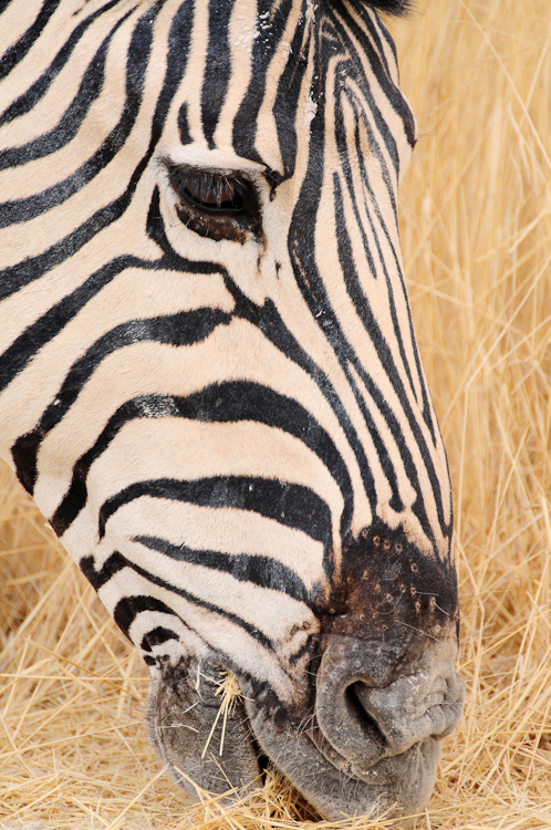 228 Etosha Burchell's Zebra