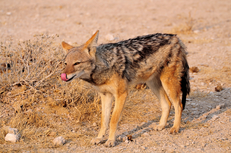 247 Etosha Blackbacked Jackal