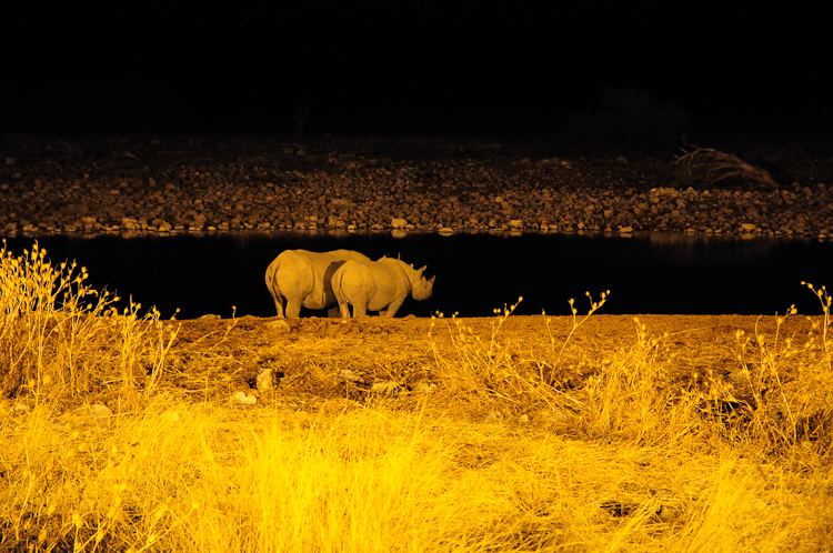 256 Etosha Black Rhinos at Okaukuejo Waterhole