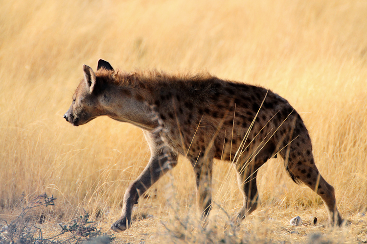 258 Etosha Spotted Hyaena at Nebrowni Waterhole