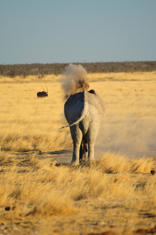 303 Etosha Elephant Powdering