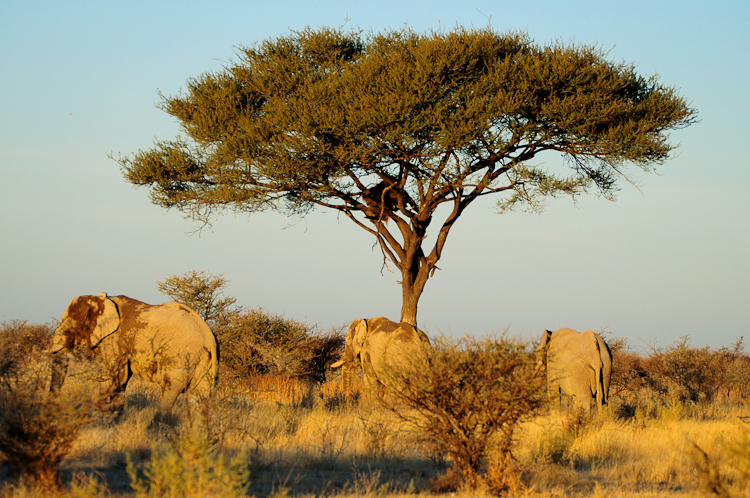 305 Etosha Elephants