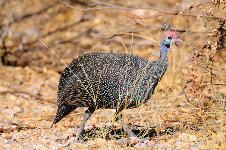 329 Etosha Helmeted Guineafowl