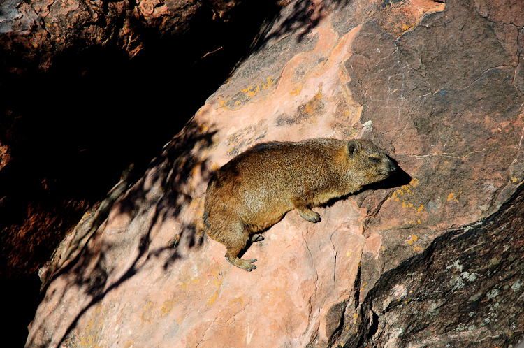 356 Waterberg Plateau Hard Trek Rock Hyrax