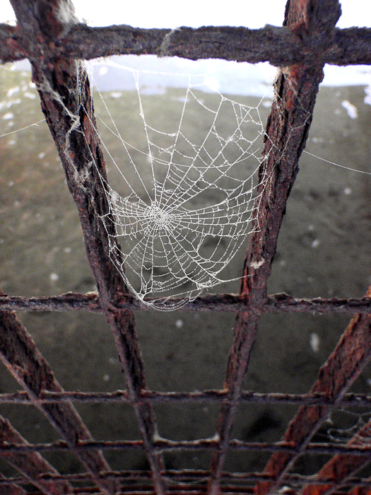 Spider Web-4